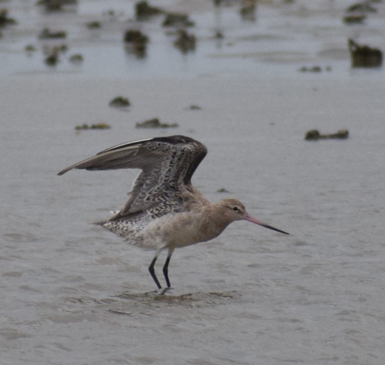 Bar-tailed Godwit - ML612978056