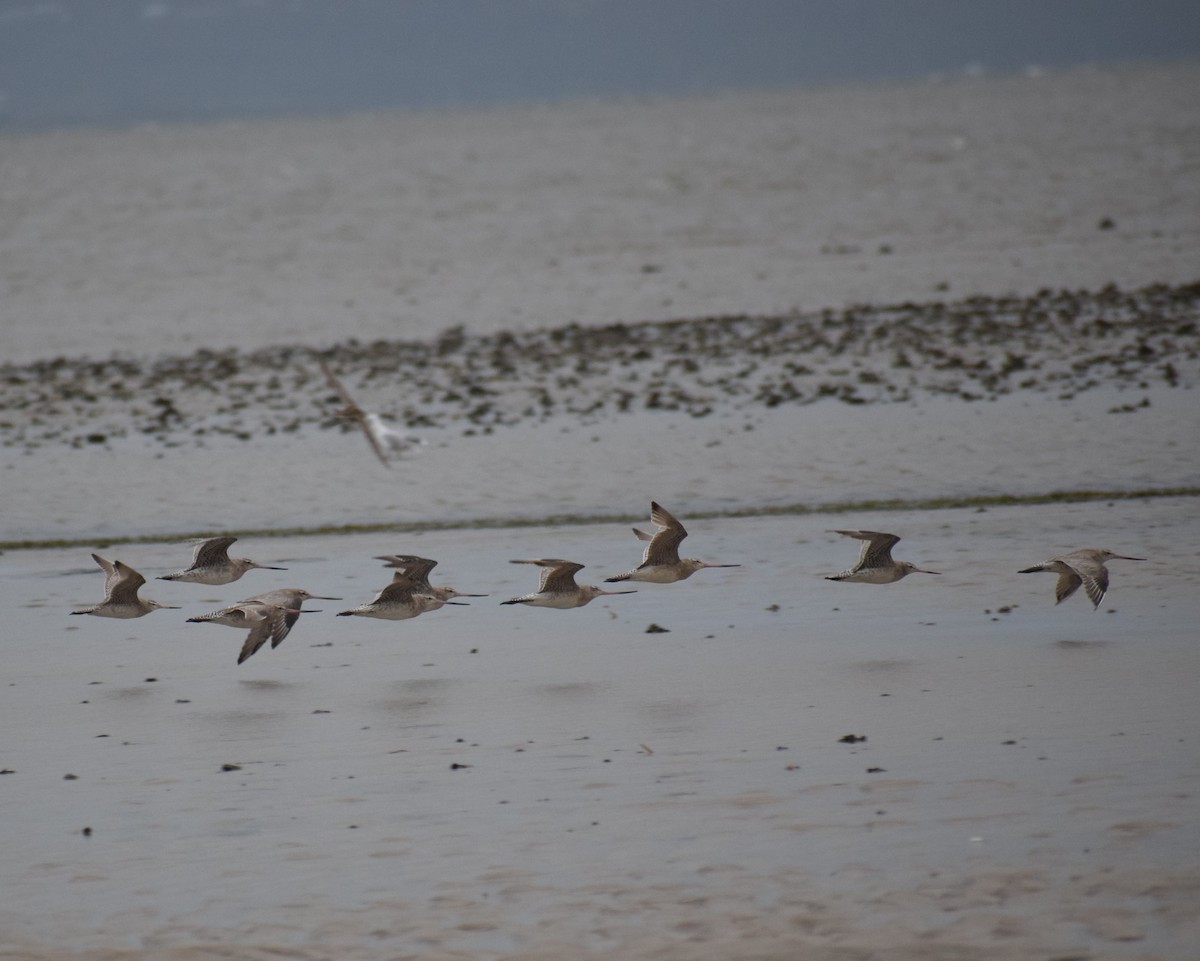 Bar-tailed Godwit - ML612978057