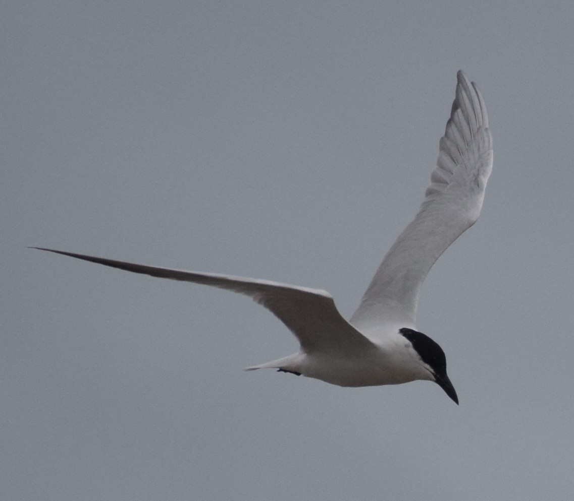 Australian Tern - ML612978073