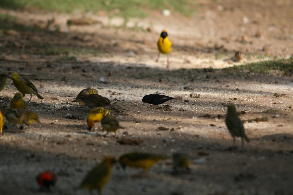 Variable Indigobird - ML612978106