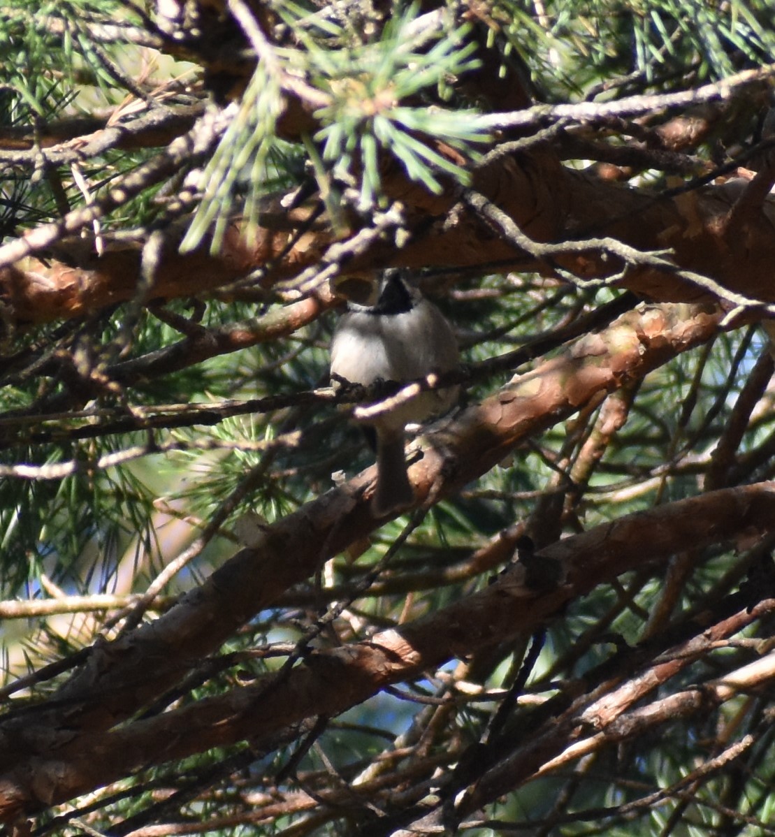 Crested Tit - ML612978127