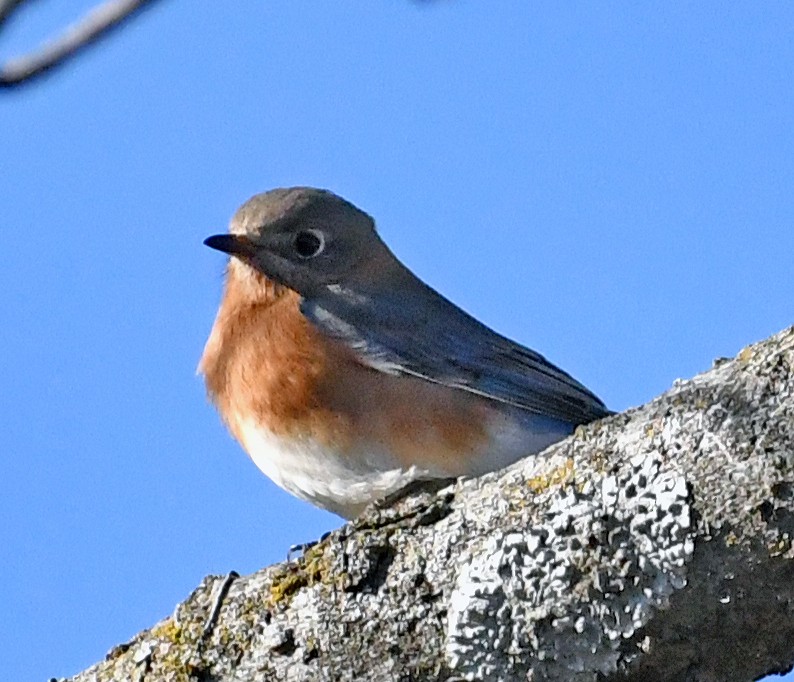 Eastern Bluebird - Connie Galey