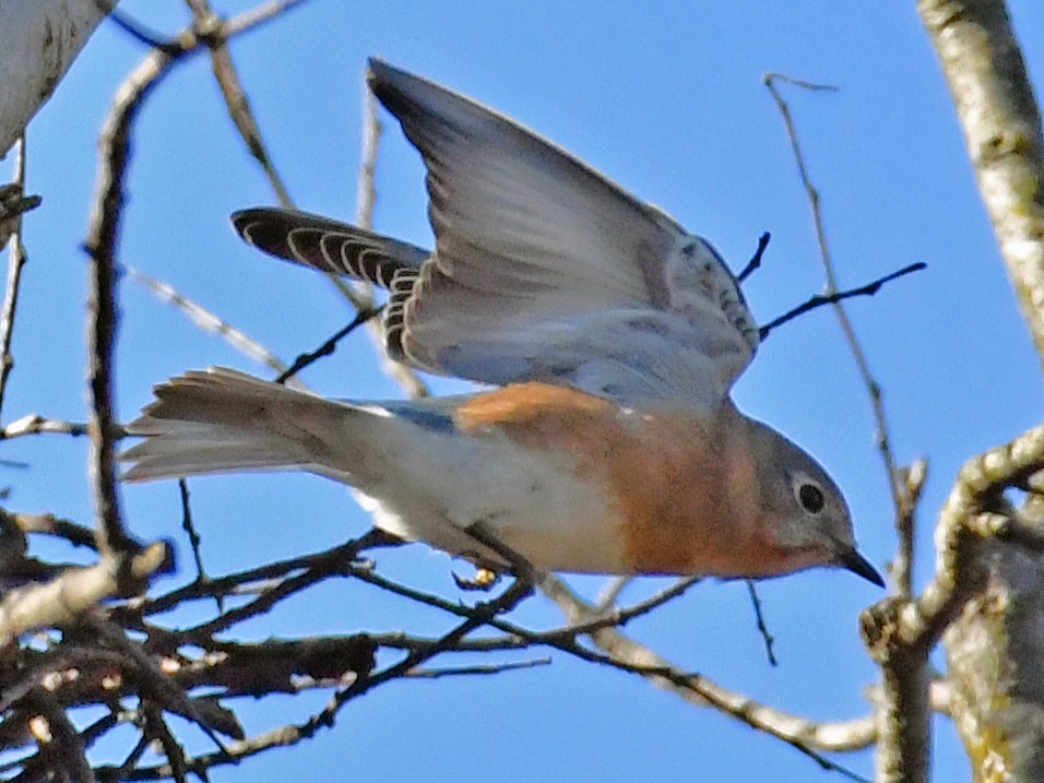 Eastern Bluebird - ML612978130