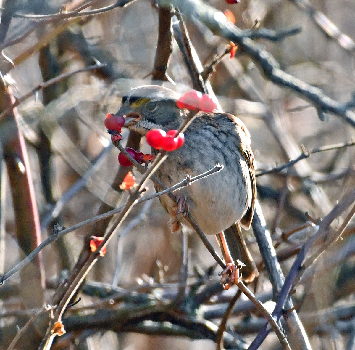 White-throated Sparrow - ML612978160