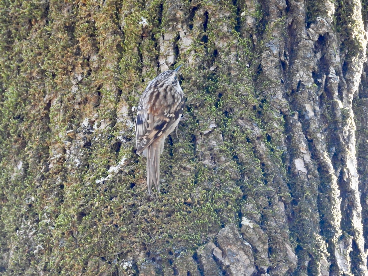 Brown Creeper - P Chappell