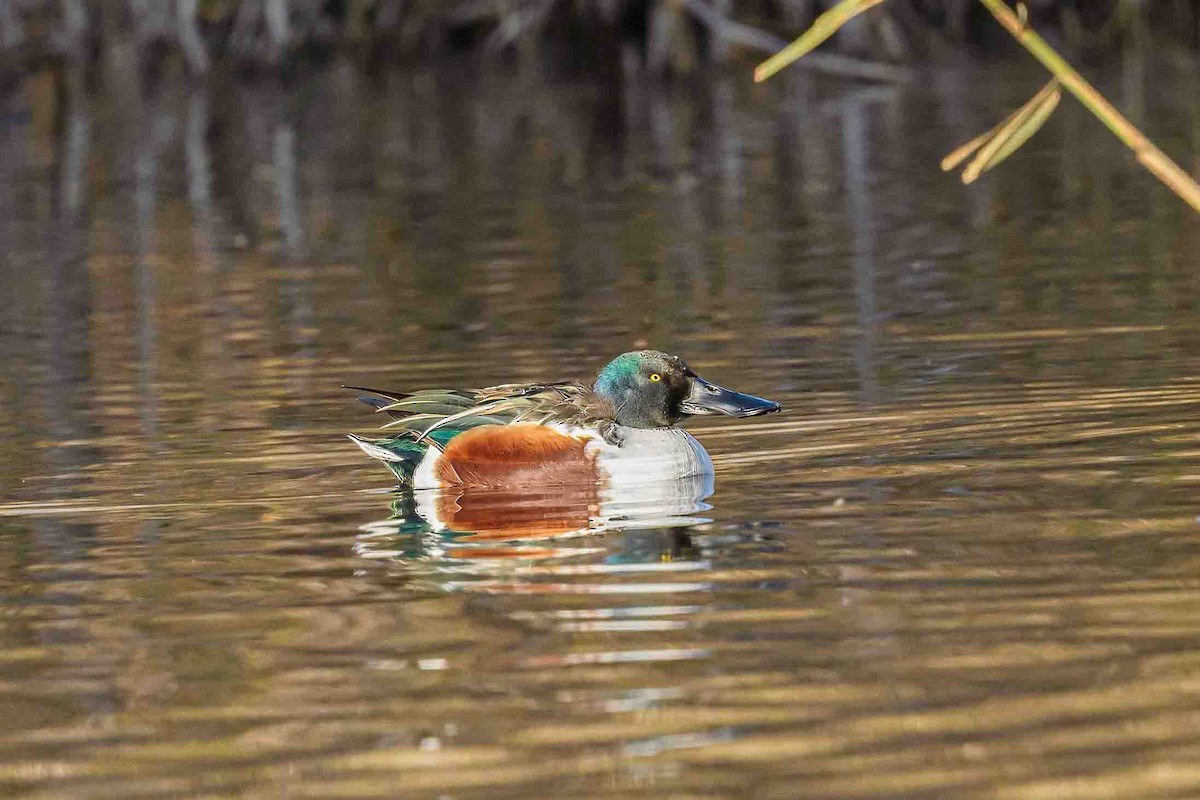 Northern Shoveler - ML612978190