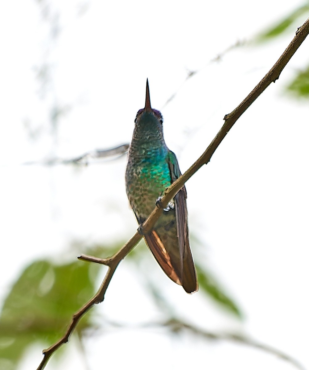 kolibřík zlatochvostý - ML612978191