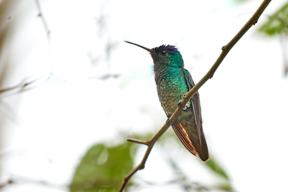kolibřík zlatochvostý - ML612978192