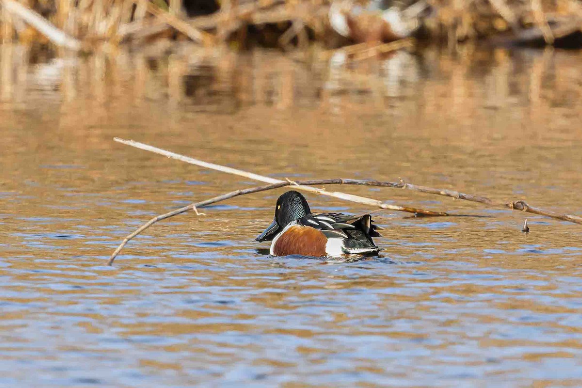 Northern Shoveler - Mac Aragon