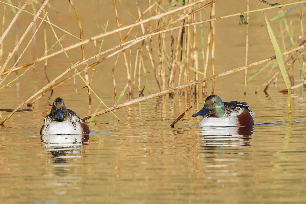 Canard souchet - ML612978198