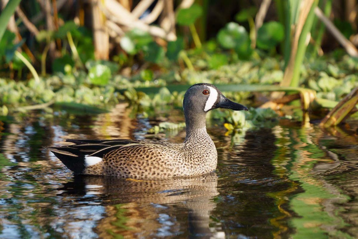 Blue-winged Teal - Conor Tompkins