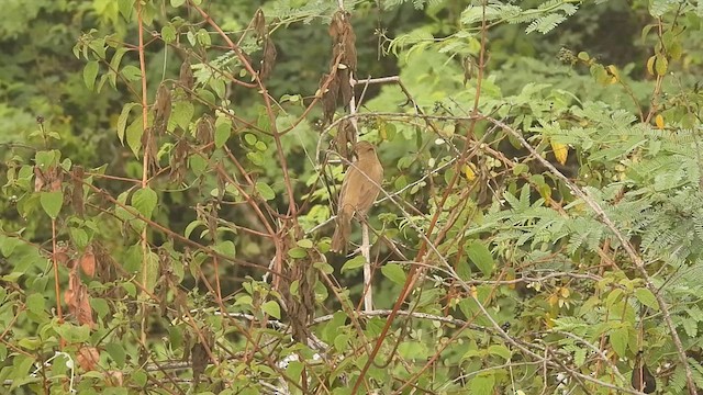 Clamorous Reed Warbler - ML612978508