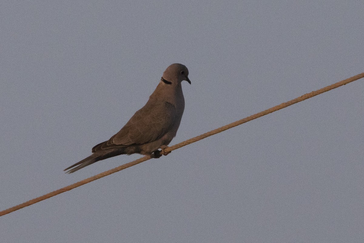 Eurasian Collared-Dove - ML612978554