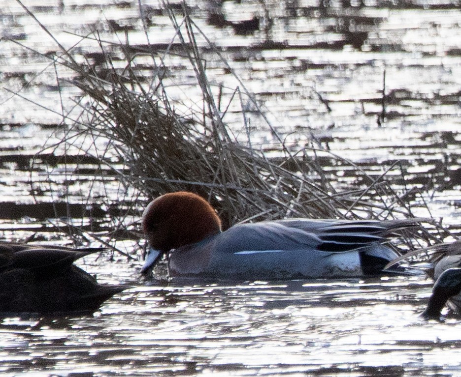 Eurasian Wigeon - ML612978581