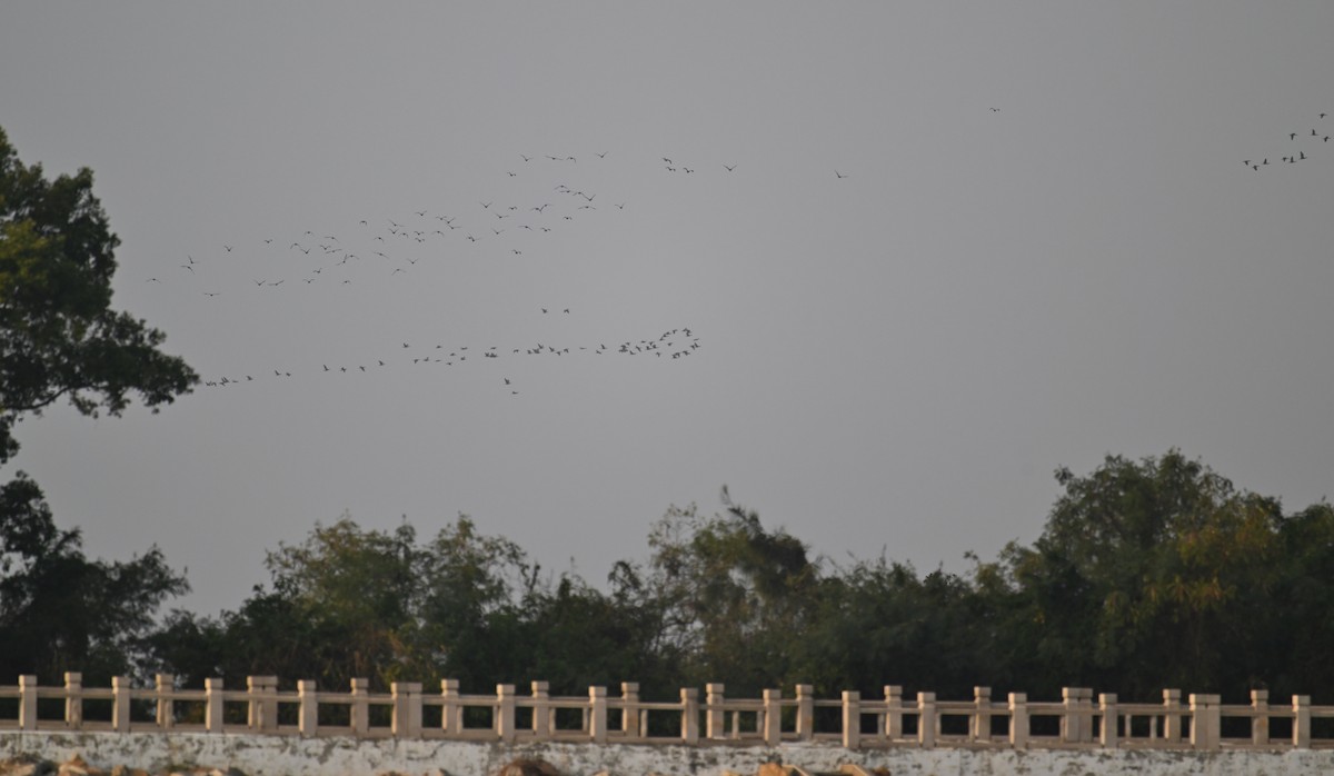 Great Cormorant (Eurasian) - ML612978596