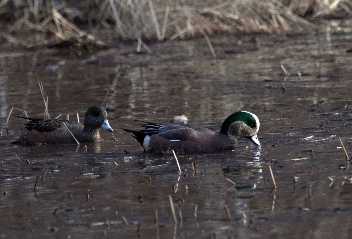 American Wigeon - ML612978622