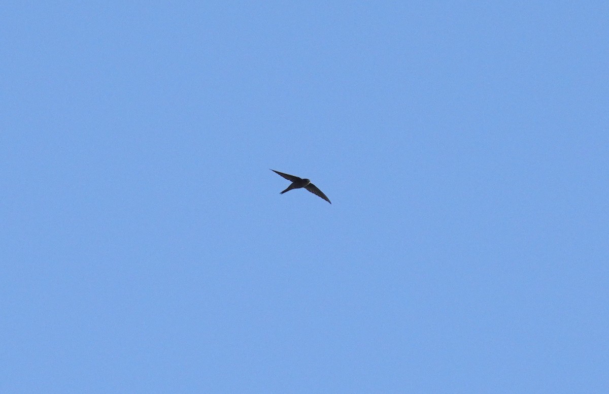 Asian Palm Swift - ML612978675