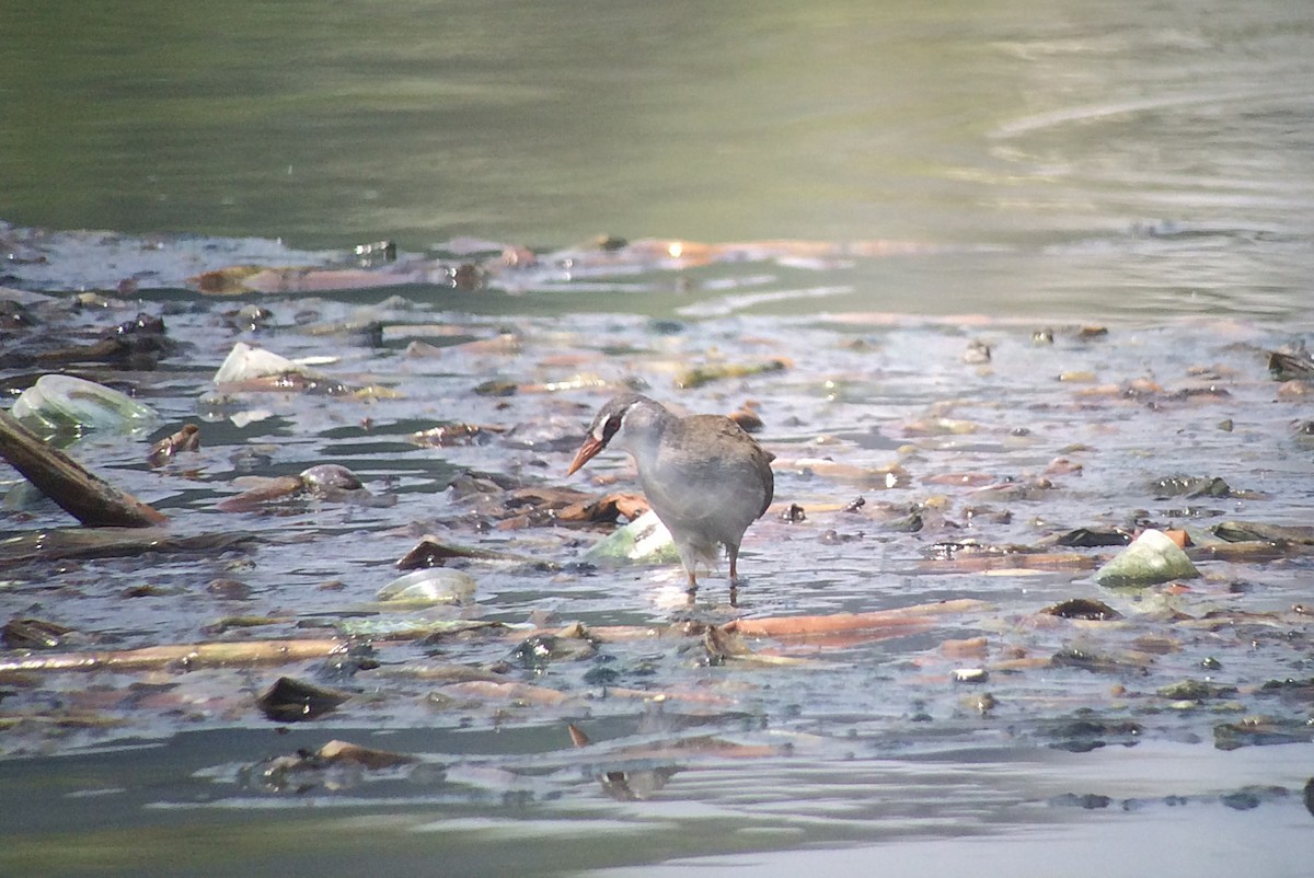 White-browed Crake - Vincent van der Spek