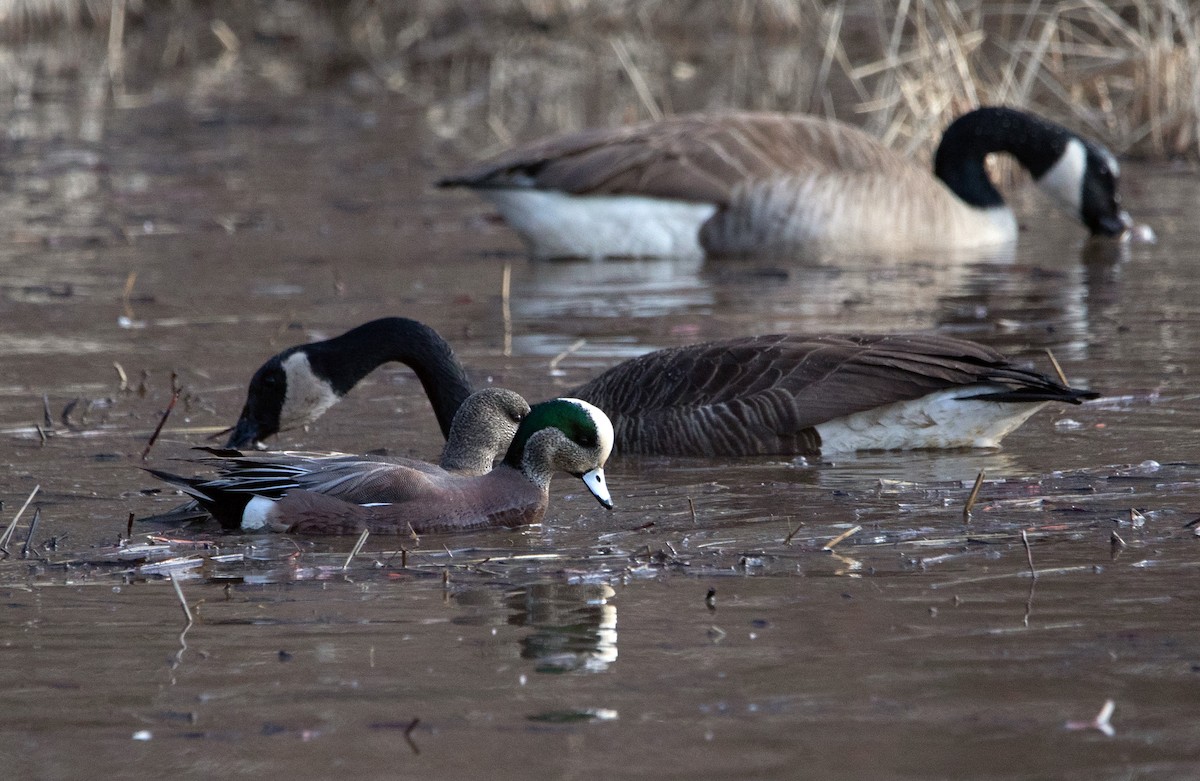 American Wigeon - ML612978686