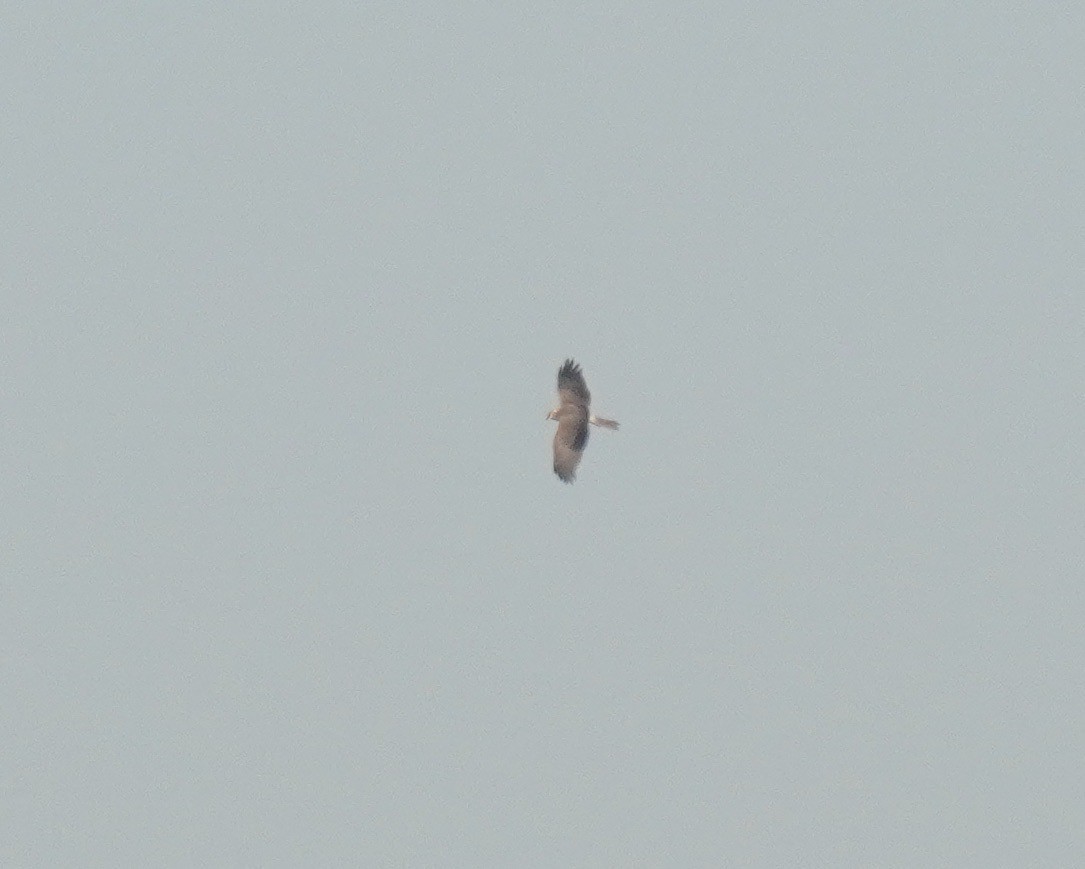 Pied Harrier - ML612978732