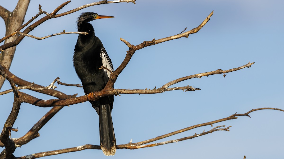 Anhinga - Patty and Pedro Gómez