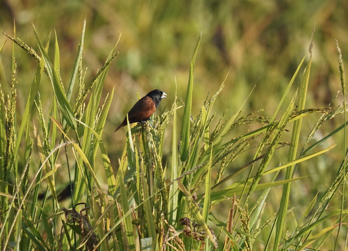 Chestnut Munia - Nathanael Poffley