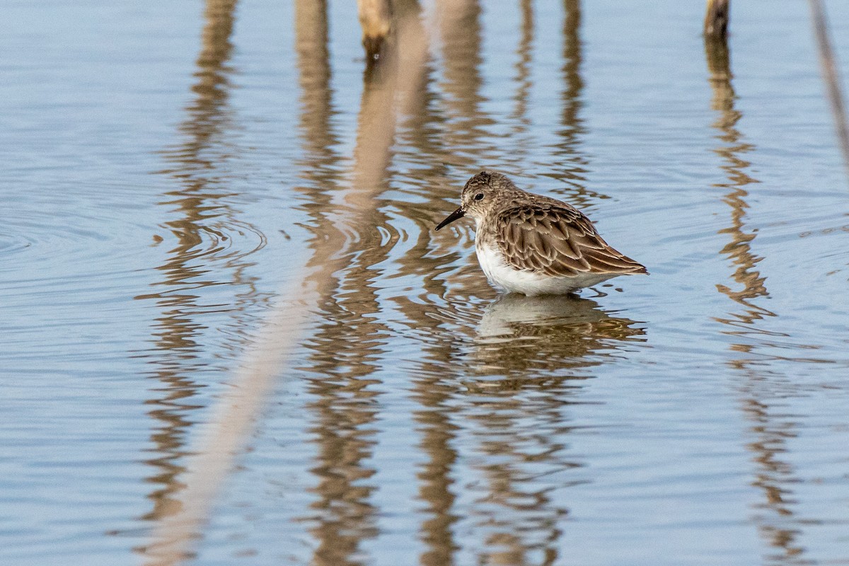 Least Sandpiper - ML612978852