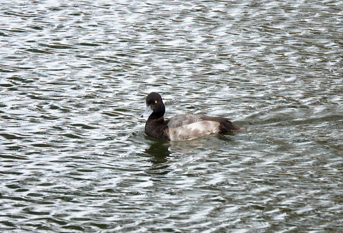 Lesser Scaup - ML612978881