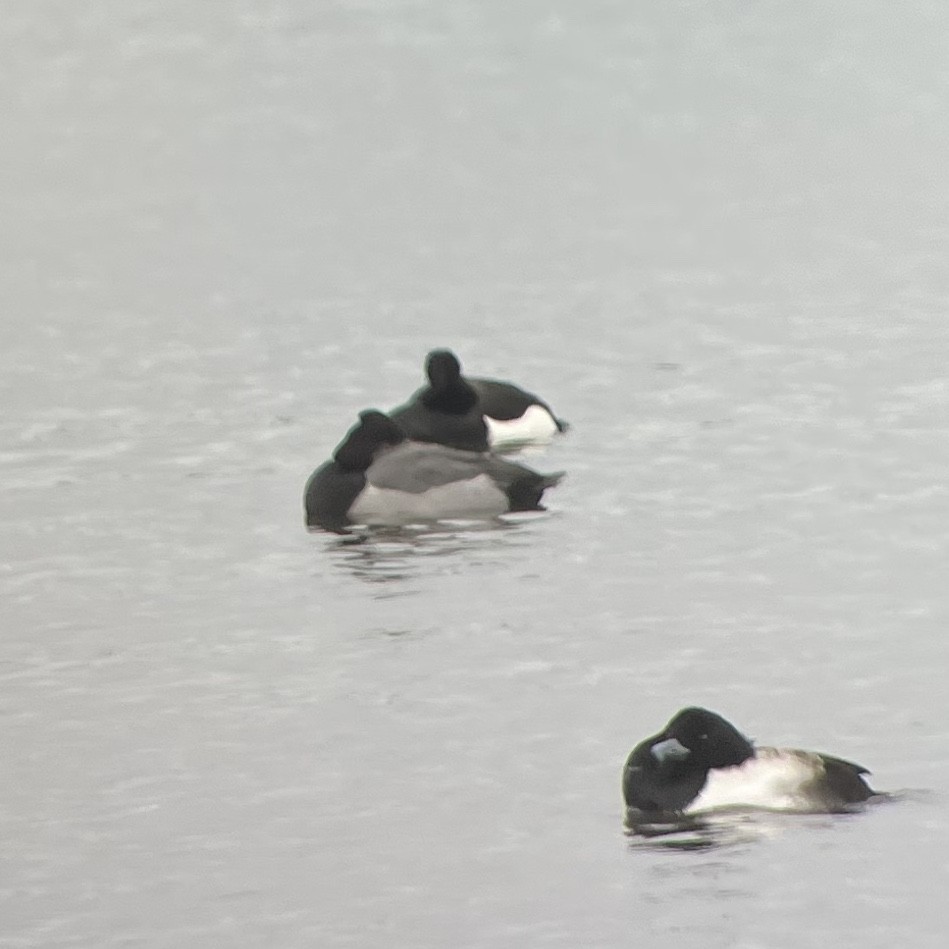 Common Pochard x Tufted Duck (hybrid) - ML612978894