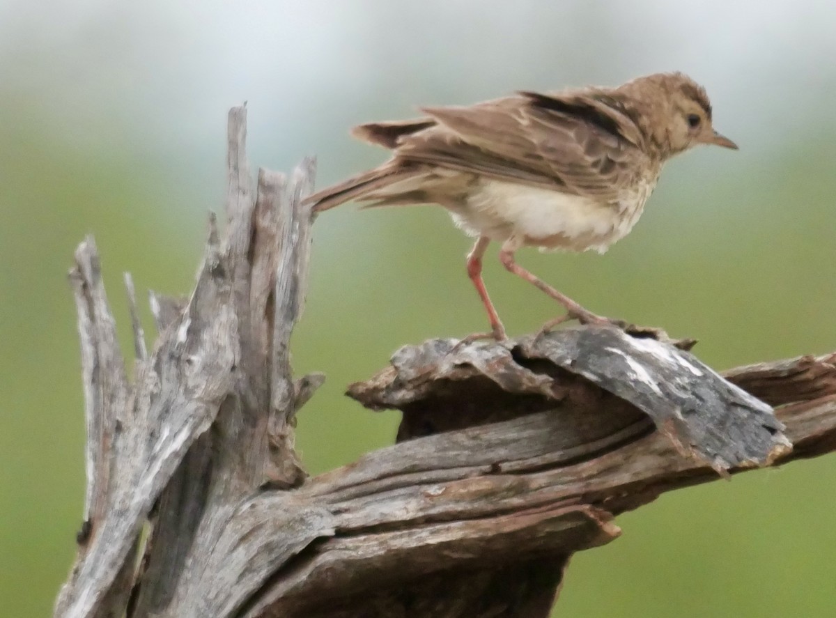 African Pipit (African) - Rebecca Smith