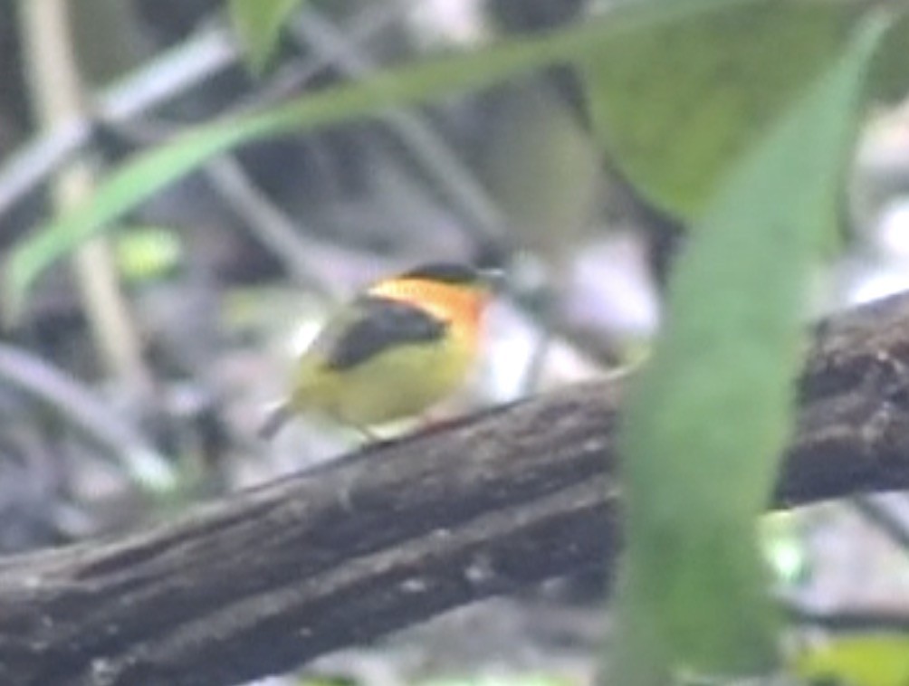 Orange-collared Manakin - ML612979057