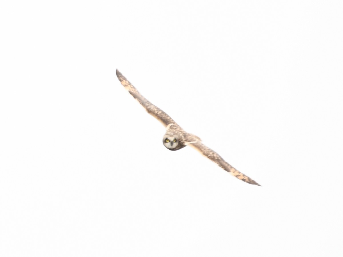 Short-eared Owl - ML612979064