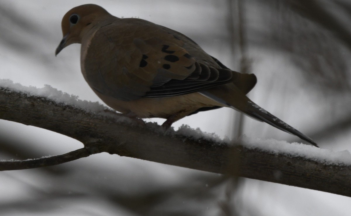 Mourning Dove - Randy Bodkins