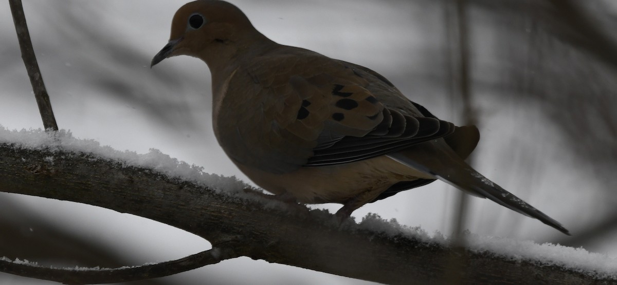 Mourning Dove - Randy Bodkins