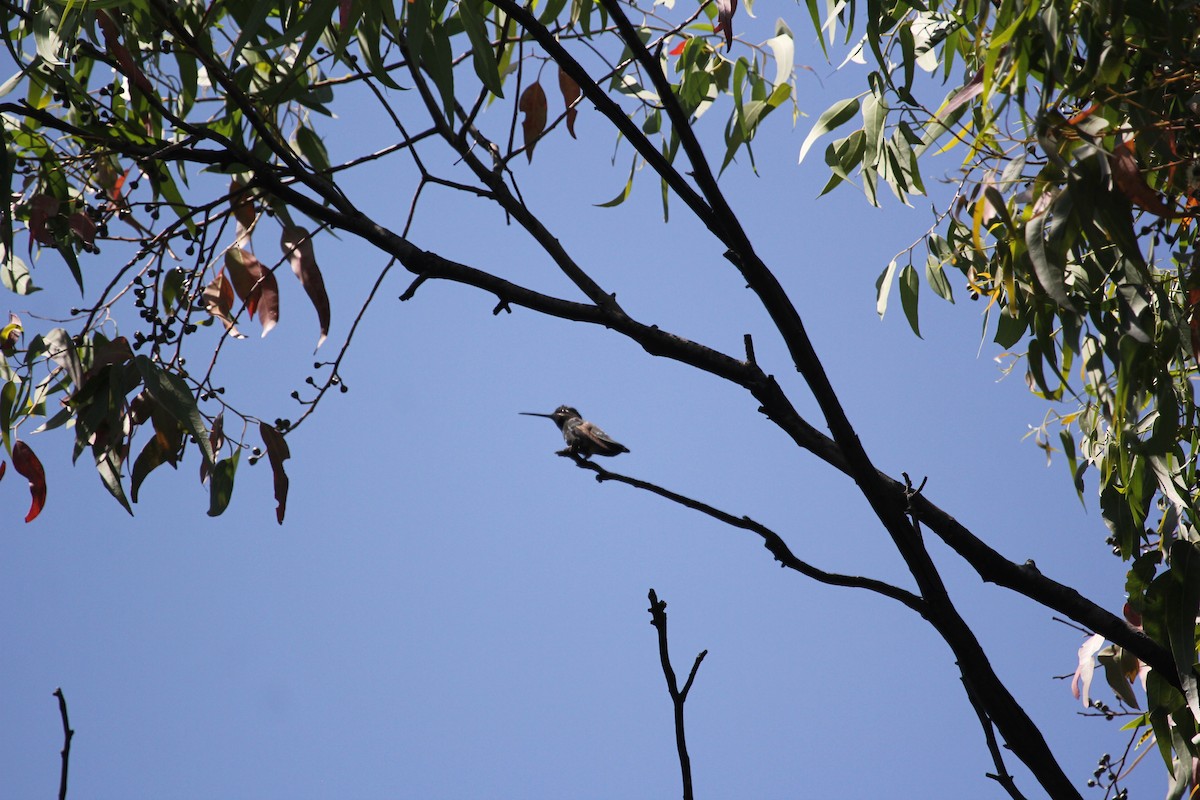 Rivoli's Hummingbird - ML612979097