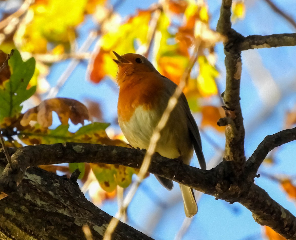 European Robin - Ricardo Gagliardi