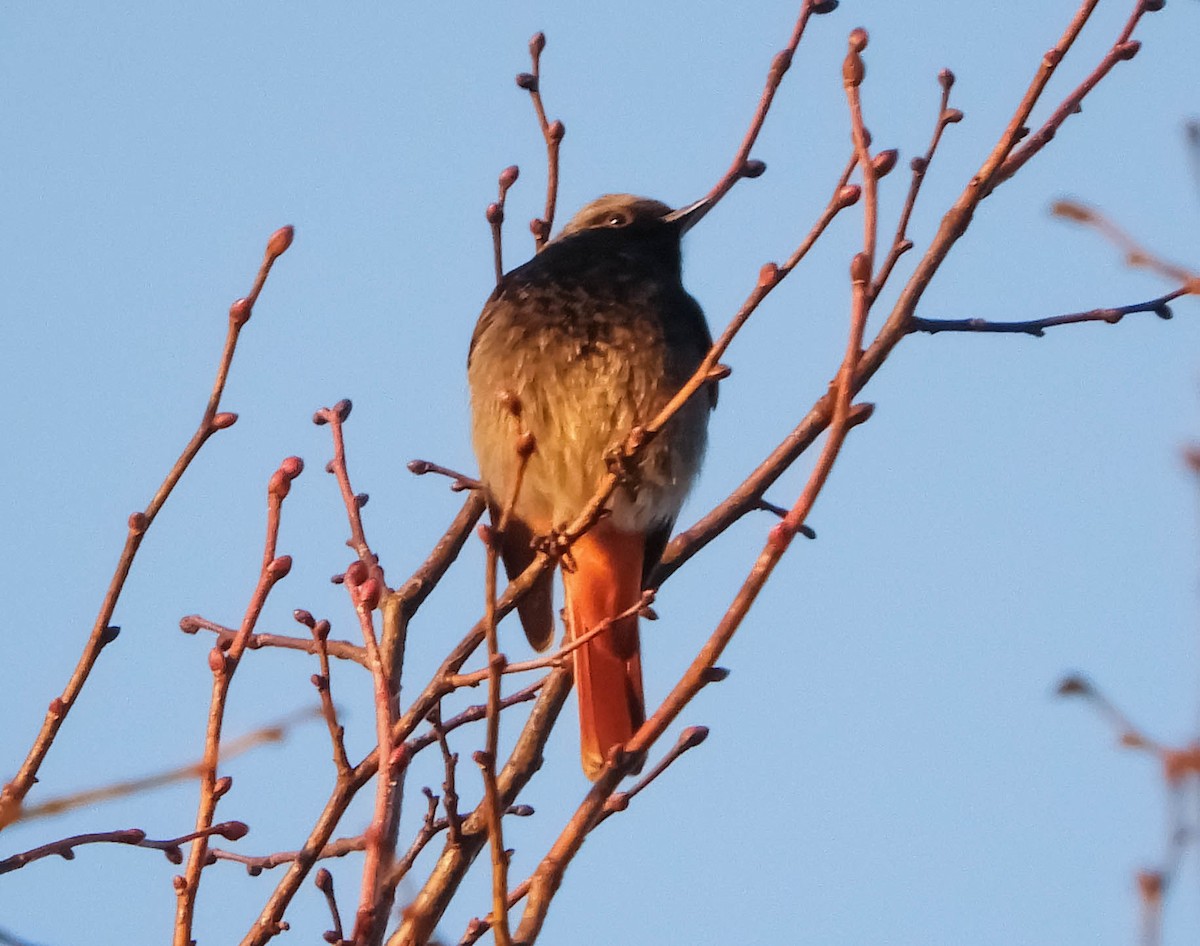 Black Redstart - ML612979122