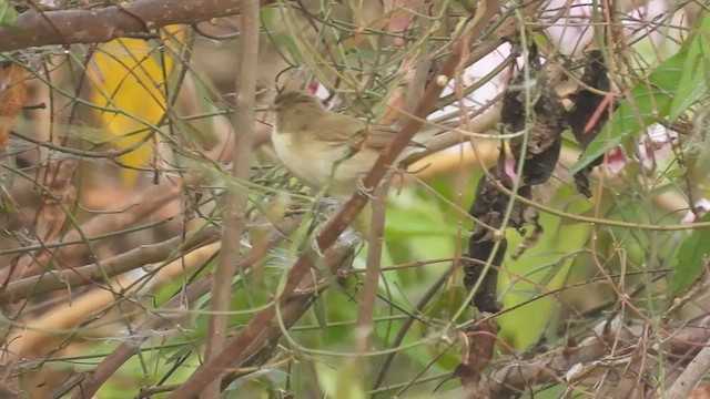 Paddyfield Warbler - ML612979125