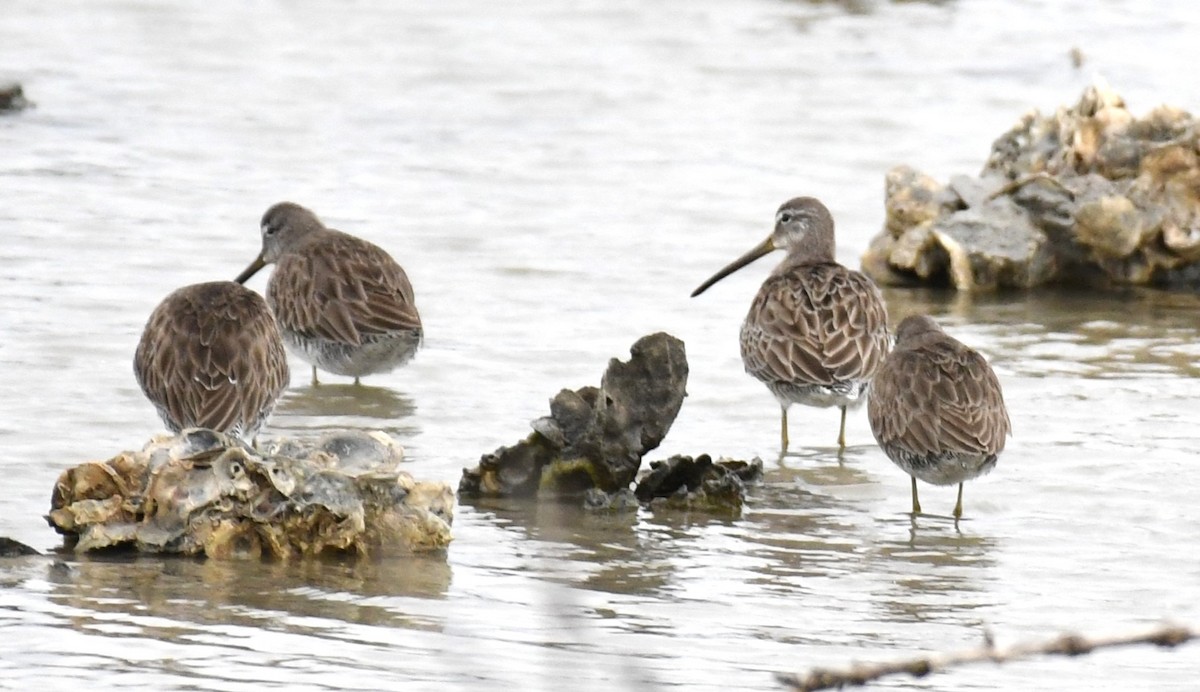 Short-billed Dowitcher - ML612979143