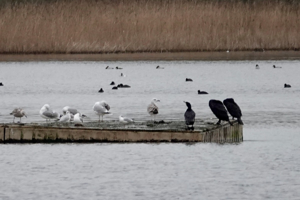 Caspian Gull - ML612979175