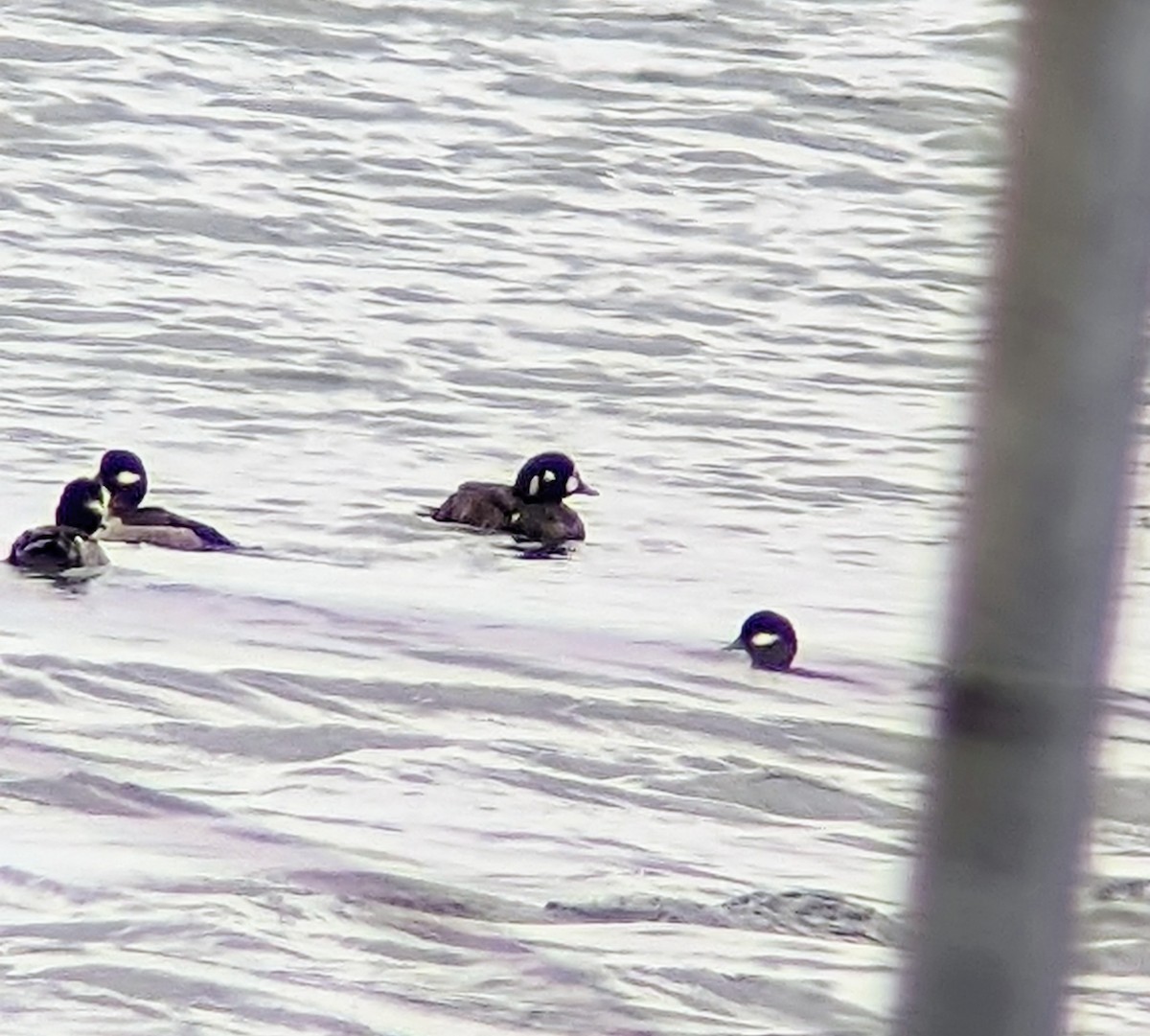 Harlequin Duck - Phil Mills