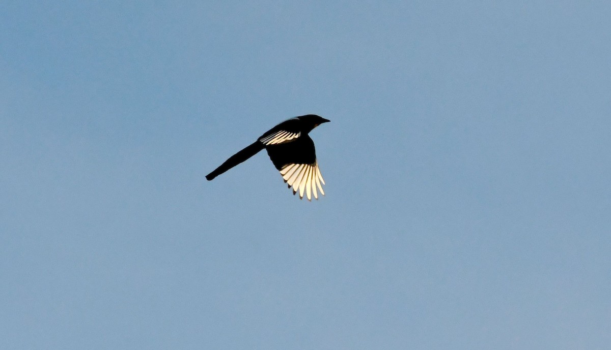 Eurasian Magpie - ML612979210