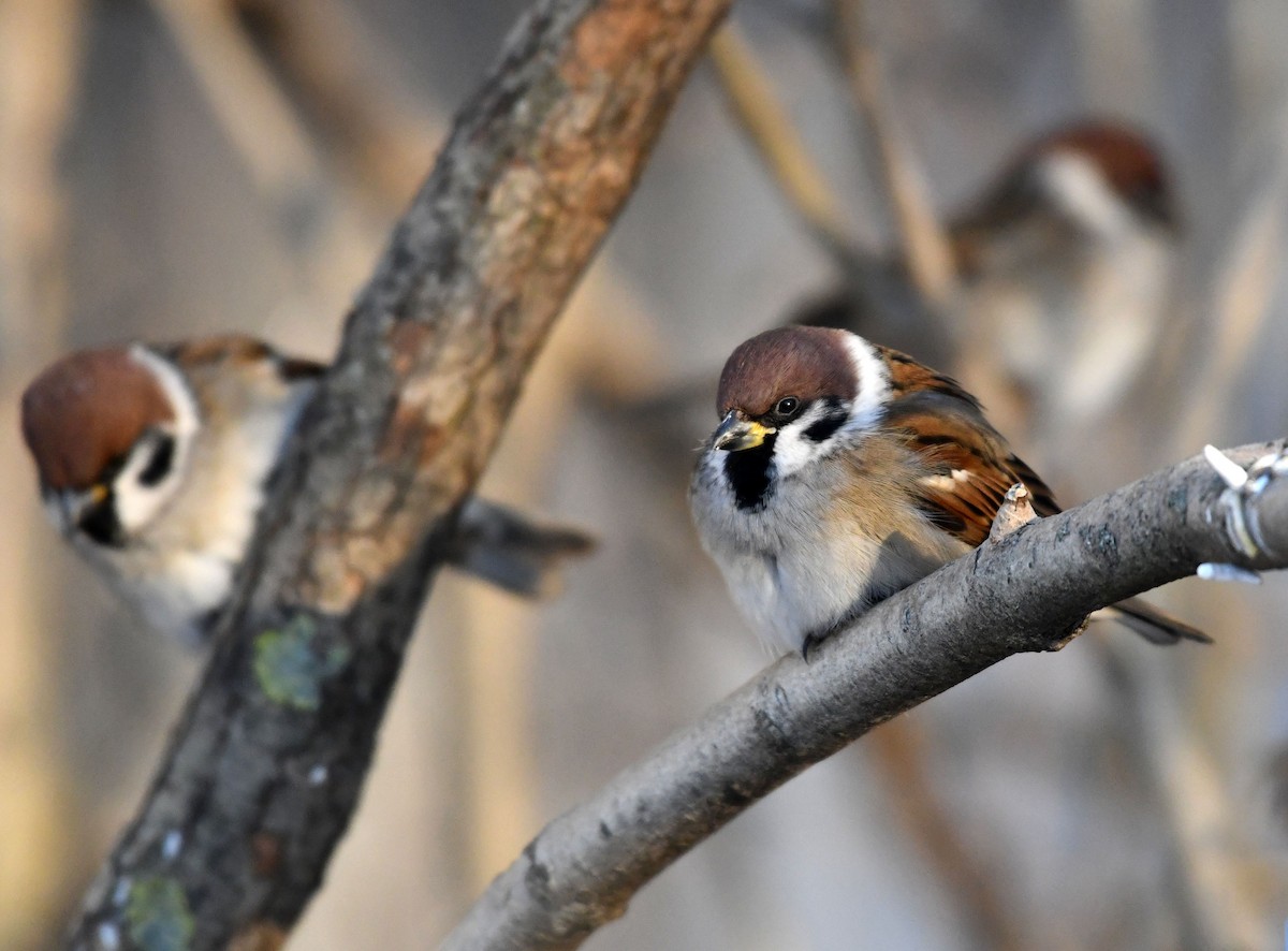 Eurasian Tree Sparrow - ML612979218