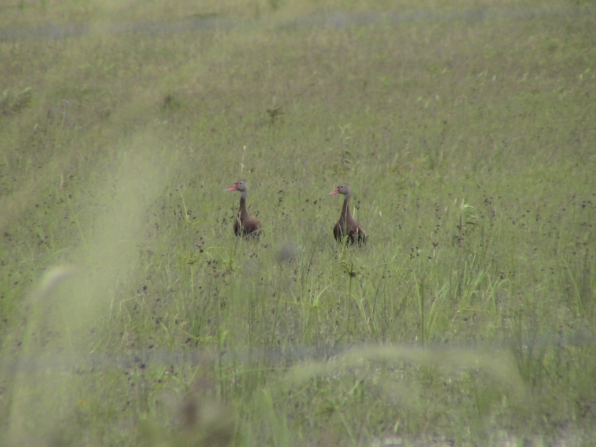 Black-bellied Whistling-Duck (fulgens) - ML612979279