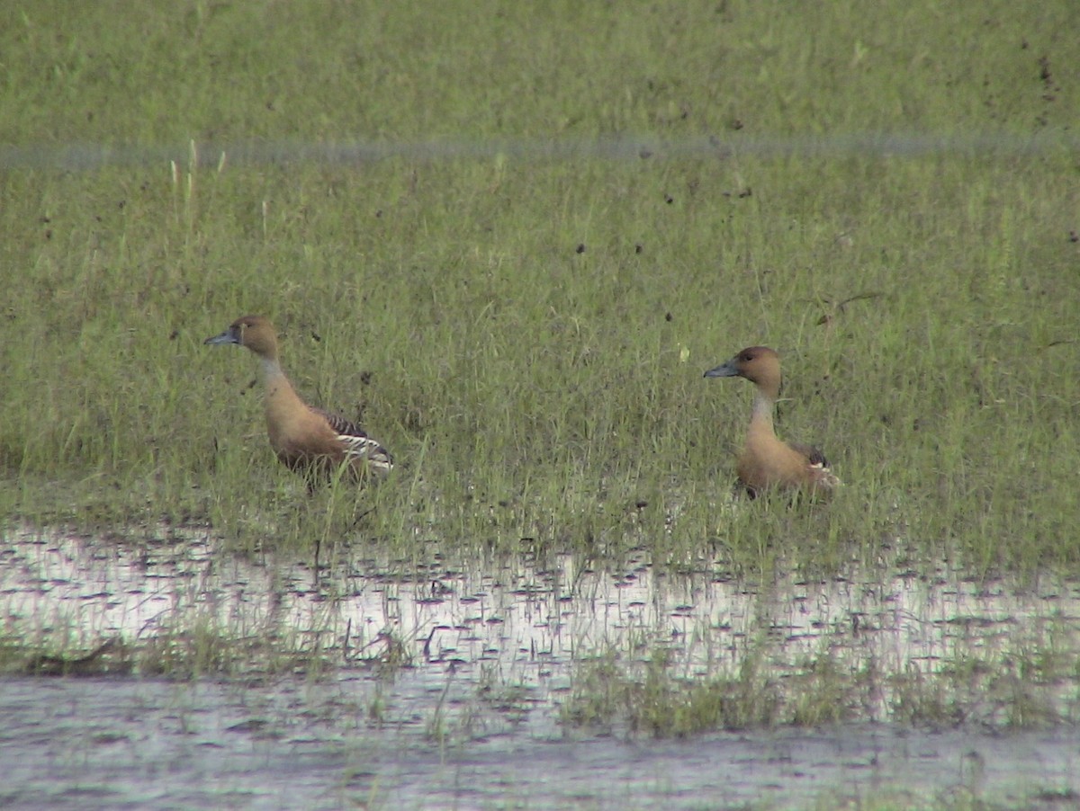 Fulvous Whistling-Duck - ML612979281