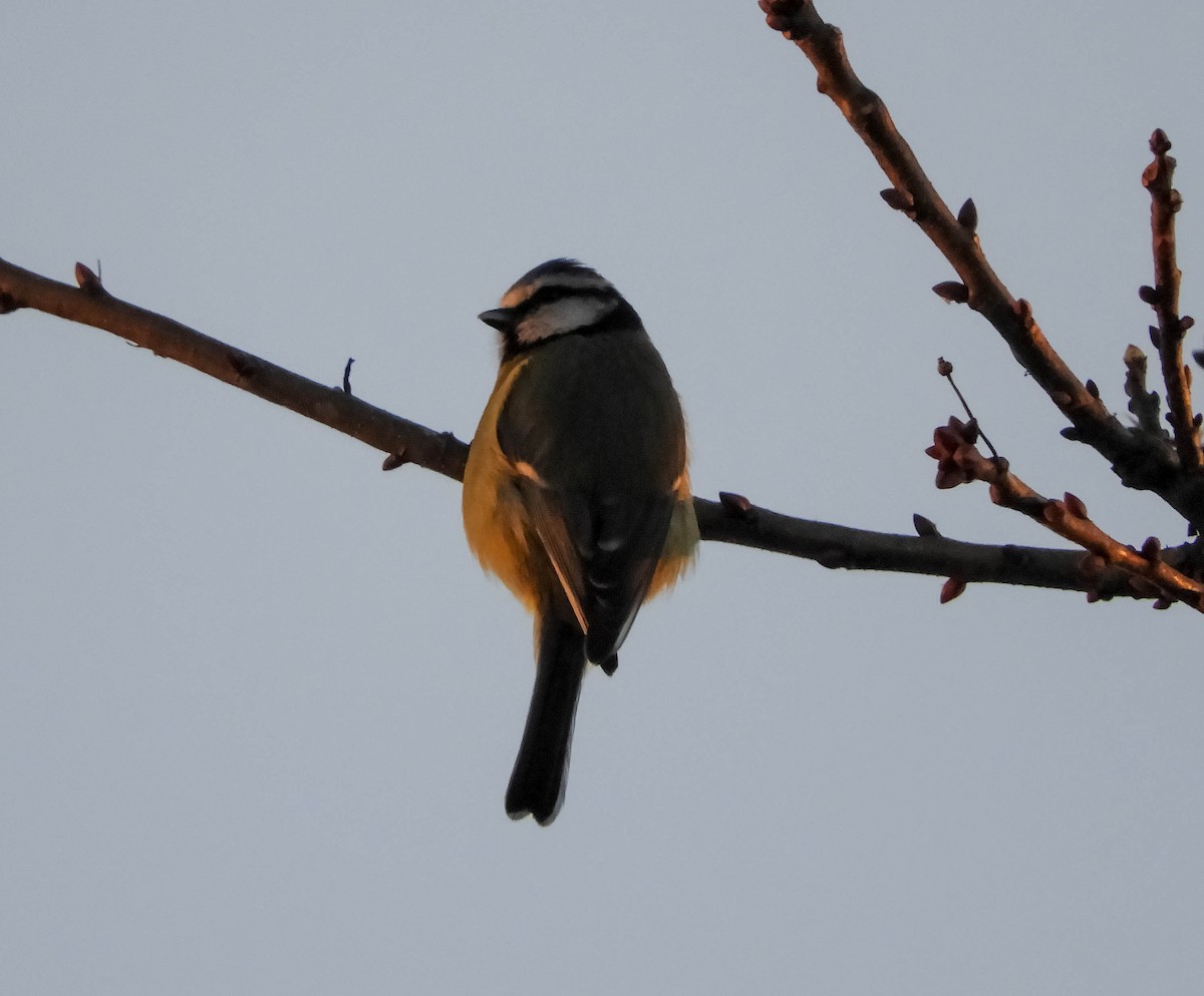 Eurasian Blue Tit - ML612979297