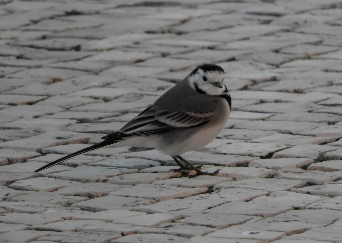 White Wagtail - ML612979305