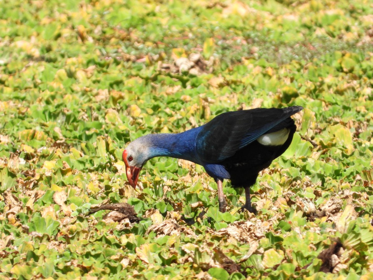 Gray-headed Swamphen - Sunisa Saisangchan