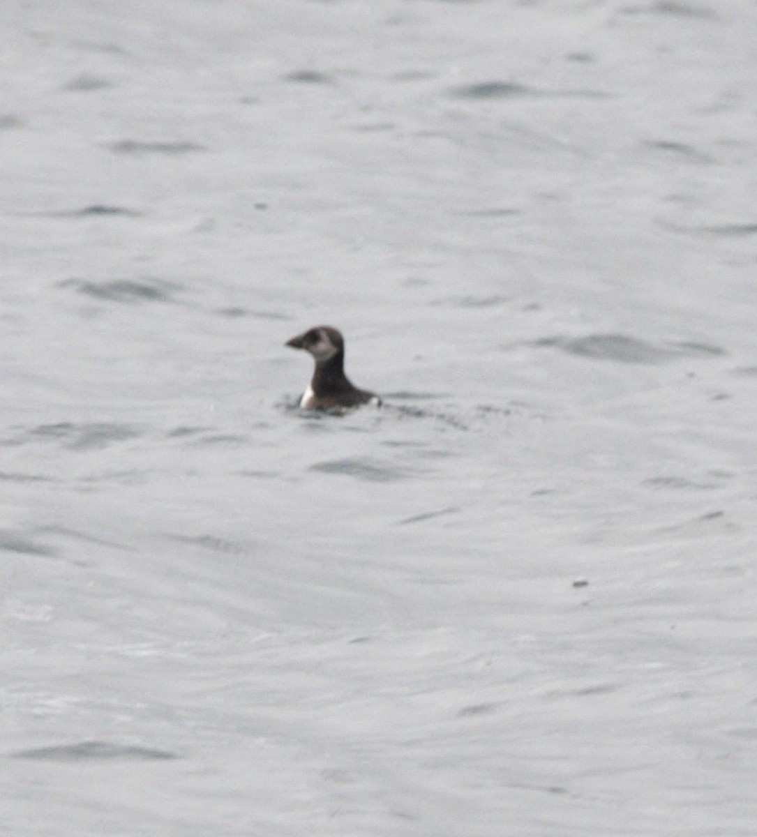 Atlantic Puffin - ML612979413