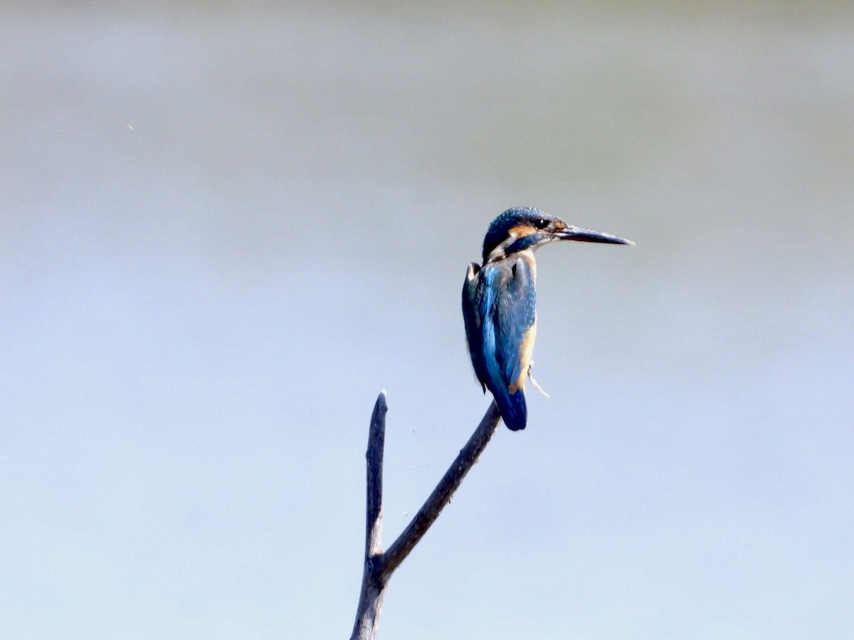 Common Kingfisher - Sunisa Saisangchan